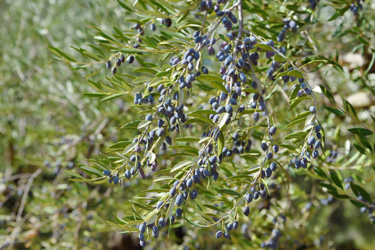 Olive background, Greece