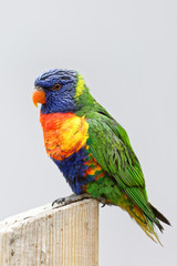 Loriquet arc-en-ciel