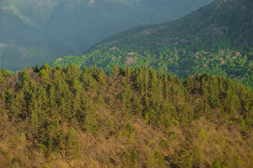 mountains and mountain slopes covered with coniferous forest sunlight background image