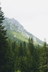 Dramatic moutains near forest