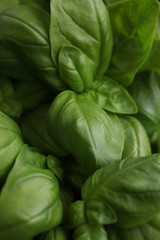 close up on ripe basil leaves