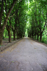 green summer park Ukraine