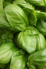close up on ripe basil leaves