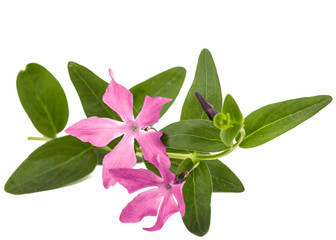 Pink flower of periwinkle, lat. Vinca, isolated on white background
