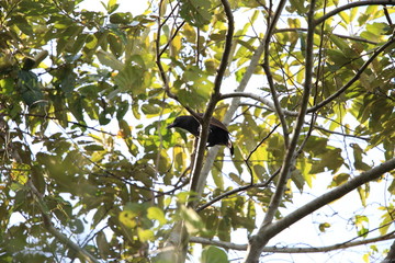 Halmahera Paradise-crow (Lycocorax pyrrhopterus) in Halmahera Island,Indonesia
