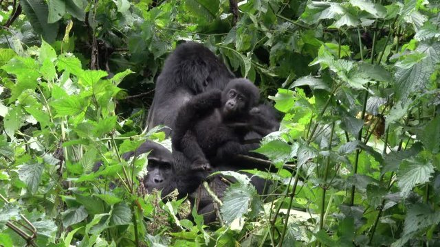 Mountain Gorilla, lovely Baby playing with Silverback. Bwindi Forest, Uganda