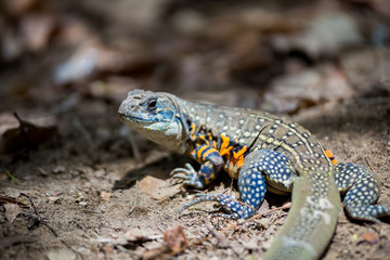 Iguana walking in the forest.