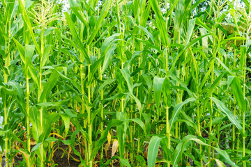 Corn Garden in the Light and Hot of Natural Temperatures
