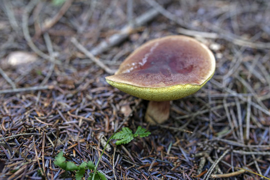 closeup of edible mushroom in the forest