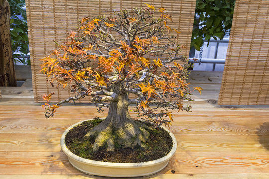 Bonsai tree  - Japanese maple
