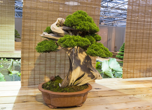 Bonsai tree  - Chinese juniper.