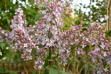 spring, may, blossom bush lilacs