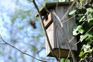 Bird feeder hung on a tree among the high leaves.