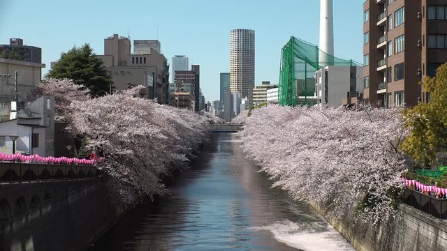 NAKAMEGURO,  TOKYO,  JAPAN - CIRCA MARCH 2018 : Scenery of MEGURO RIVER at NAKAMEGURO in CHERRY BLOSSOM SEASON.