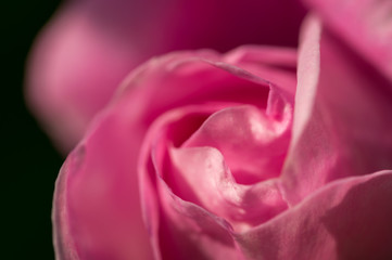 Obraz premium Bud of a gentle pink rose. A gentle romantic holiday card