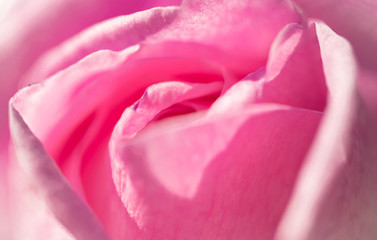 Bud of a gentle pink rose. Floral background