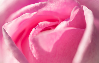 Obraz premium Bud of a gentle pink rose. Floral background
