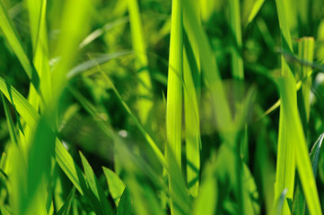 green grass leaves in the sunshine
