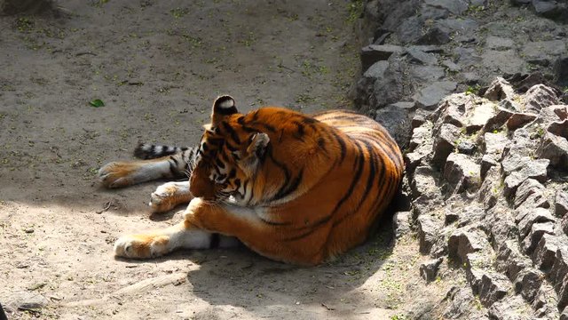 tiger in the habitat