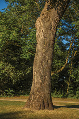 Leafy tree trunk and lawn in a park at sunset in Tielt. Charming and quiet village in the countryside, near Ghent and surrounded by agricultural fields. Western Belgium.