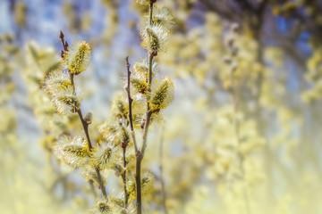 Yellow blooming willow tree branches in early spring