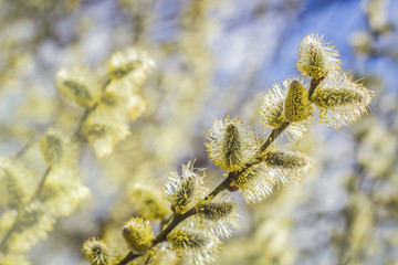 Yellow blooming willow tree branches in early spring	