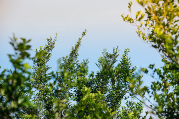 green leaves on blue sky