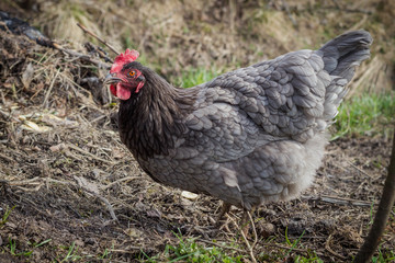  Gray hen outside.