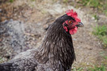 Closeup of gray hen.