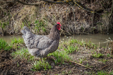 Gray hen outside on the green grass.