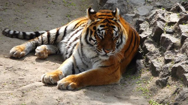 tiger in the habitat