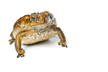 Toad aga. Rhinella marina.