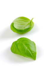 Obraz premium fresh basil leaves