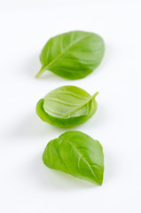Obraz premium fresh basil leaves