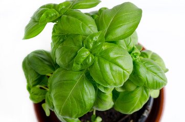 fresh basil leaves