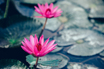 Top view of beautiful pink lotus flower with green leaves in pond