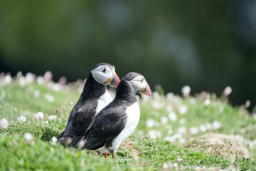 puffins (fratercula artica), in skomer island, wales uk