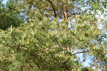 spring forest, spruce branch with cones