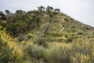 Fototapeta na wymiar Wanderung zum Berg Sa Bruta bei camp de mar, Mallorca