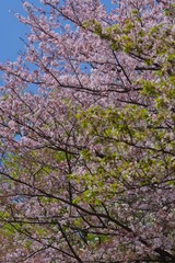 Cherry blossoms drawing to a close
