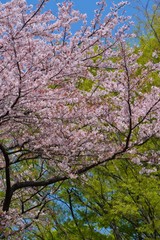 Obraz na płótnie Canvas Cherry blossoms drawing to a close 