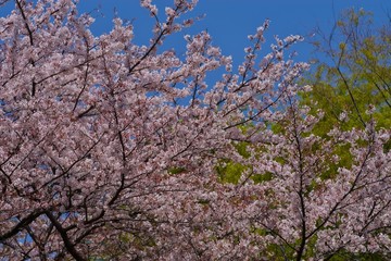 Cherry blossoms drawing to a close
