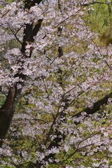 Cherry blossoms drawing to a close
