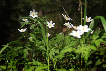 white anemones