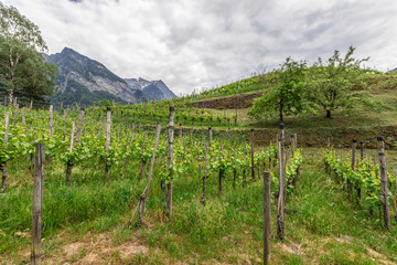 Fototapeta na wymiar Vineyard in Liechtenstein. Background with Alps