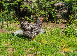 Chicken Searches For Food 4