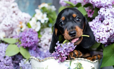 Foto op Canvas portrait of a beautiful puppy breed of dachshund © liliya kulianionak