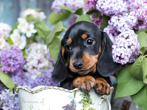 portrait of a beautiful puppy breed of dachshund