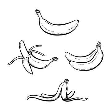 Set Of Hand Drawn Banana Illustrations Vector Sketch Drawing