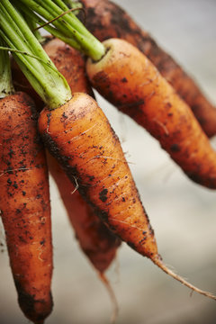 Carrot with mud 
